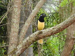 Image of Plush-crested Jay