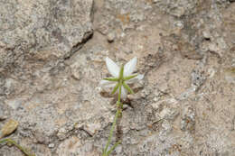 Image of Spergularia fasciculata Phil.