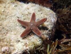 Image of Astropecten spinulosus (Philippi 1837)