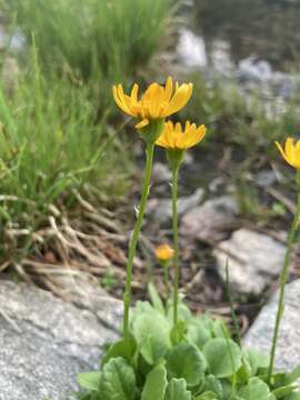 Image of Buek's Groundsel