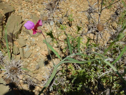 Imagem de Lathyrus clymenum L.