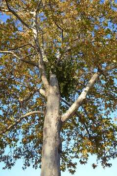 Image of American sycamore