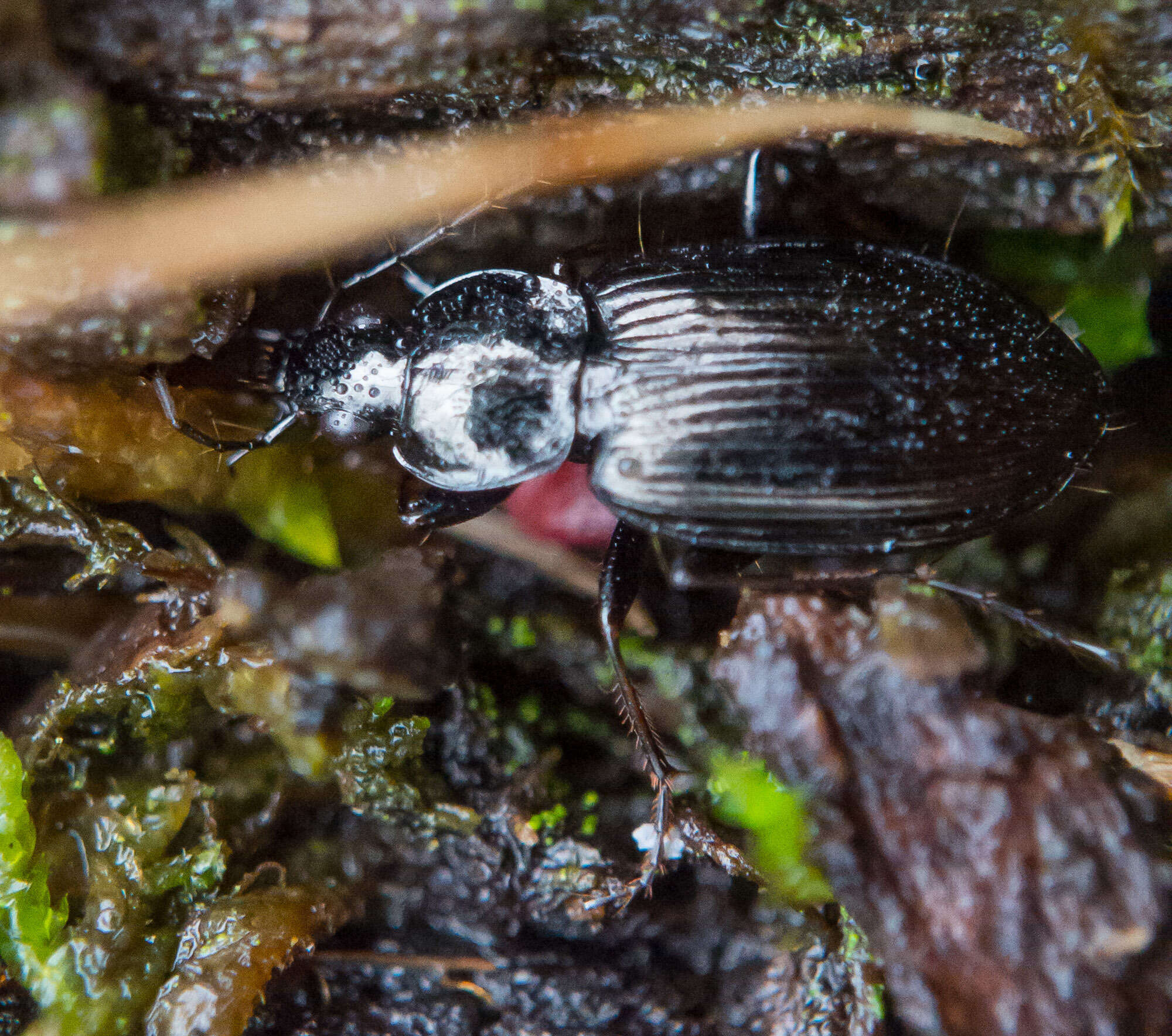 Imagem de Agonum (Agonum) placidum (Say 1823)