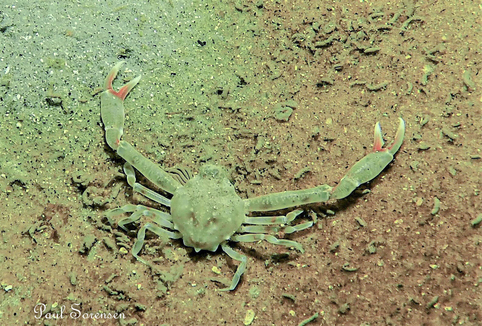 Image of smooth nut crab