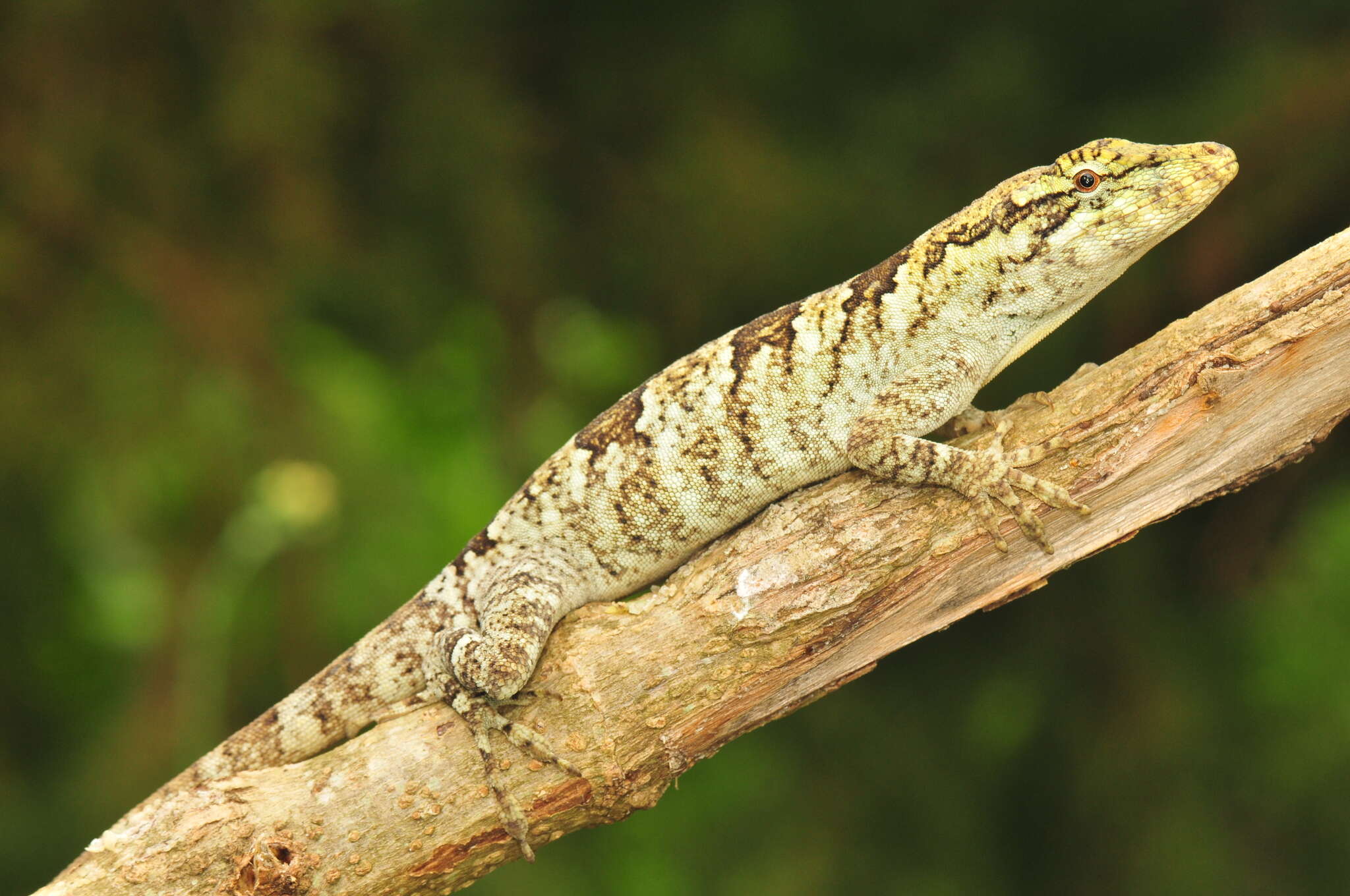 Image of Peters' anole