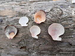 Image of Pacific pink scallop