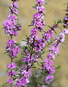 Sivun Hypocalymma robustum (Endl.) Lindl. kuva