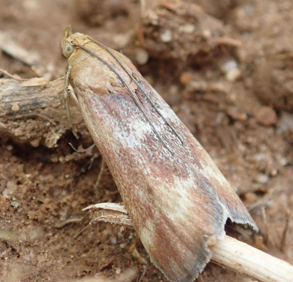 Pterothrixidia rufella Duponchel 1836 resmi