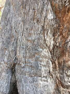 Image of New England blackbutt