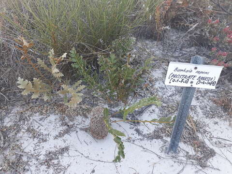 Image of Banksia repens Labill.