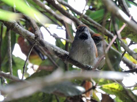 Image of Azara's Spinetail