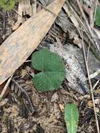 Image of Hydrocotyle laxiflora DC.