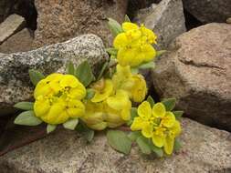 Image of Cruckshanksia pumila Clos