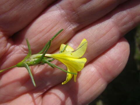 Слика од Moraea angulata Goldblatt