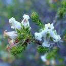 Image of Erica denticulata L.