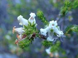 Image of Erica denticulata L.