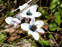 Image of Ixia versicolor G. J. Lewis