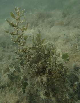 صورة Sargassum bermudense Grunow 1916