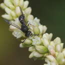 Subancistrocerus sichelii (de Saussure 1856) resmi