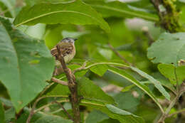 Image of Inca Flycatcher