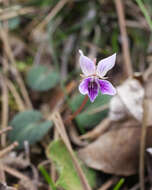 Imagem de Viola sieboldii Maxim.