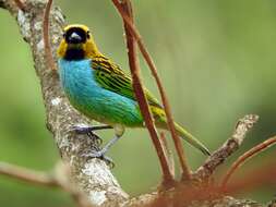 Image of Gilt-edged Tanager