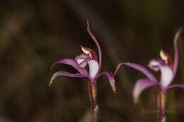 Image of Pink candy orchid