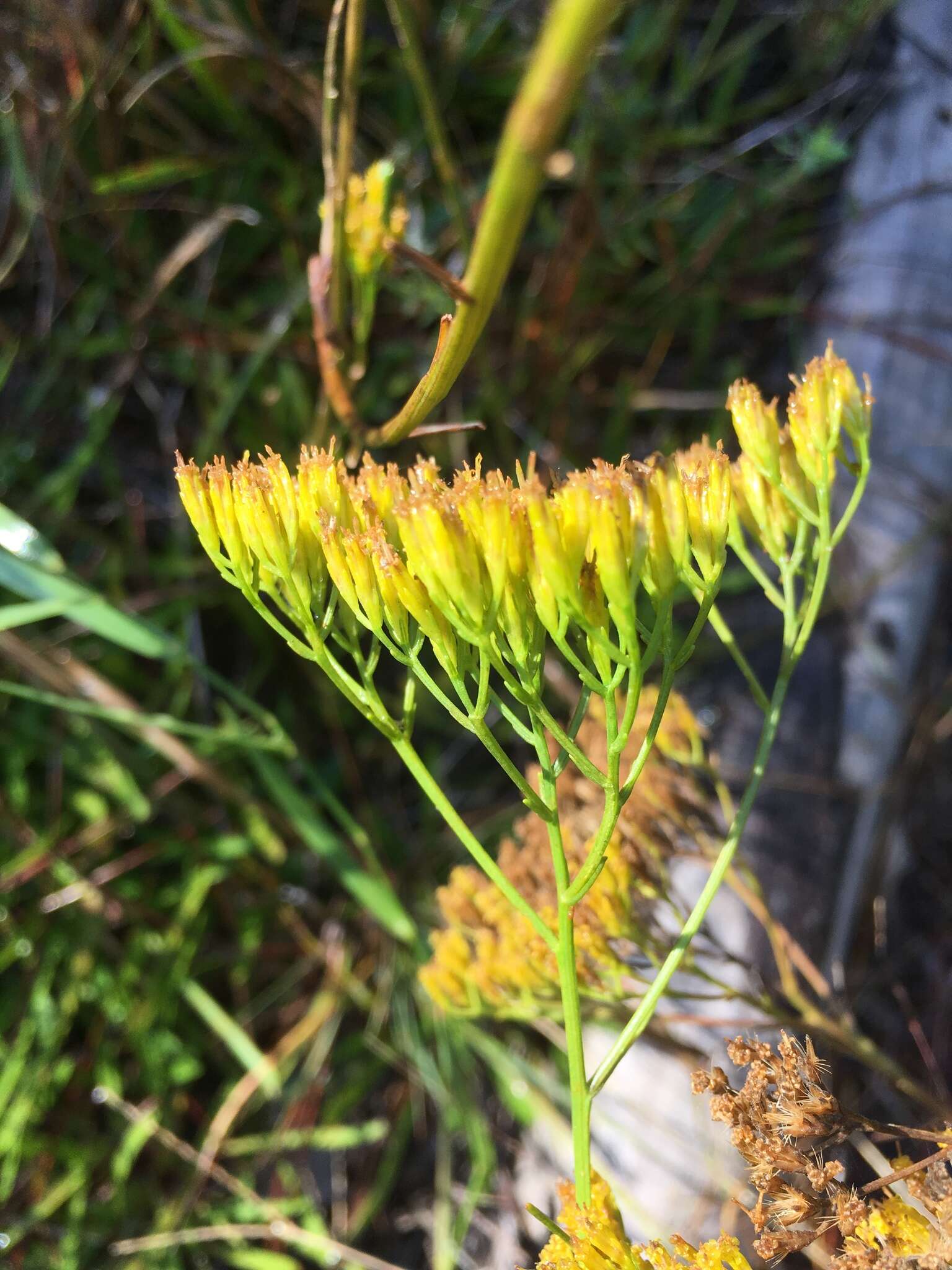 Image of Pineland Rayless-Goldenrod