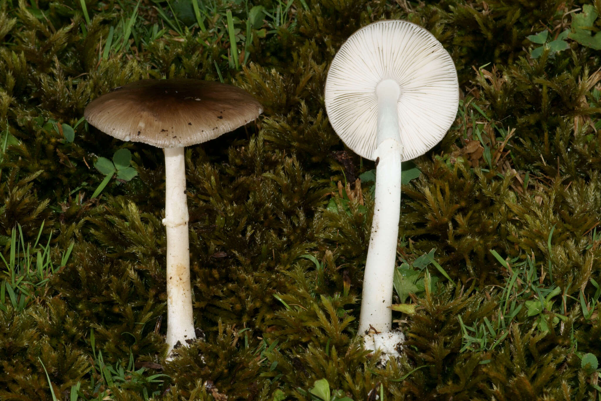 Image of Amanita solaniolens H. L. Stewart & Grund 1974