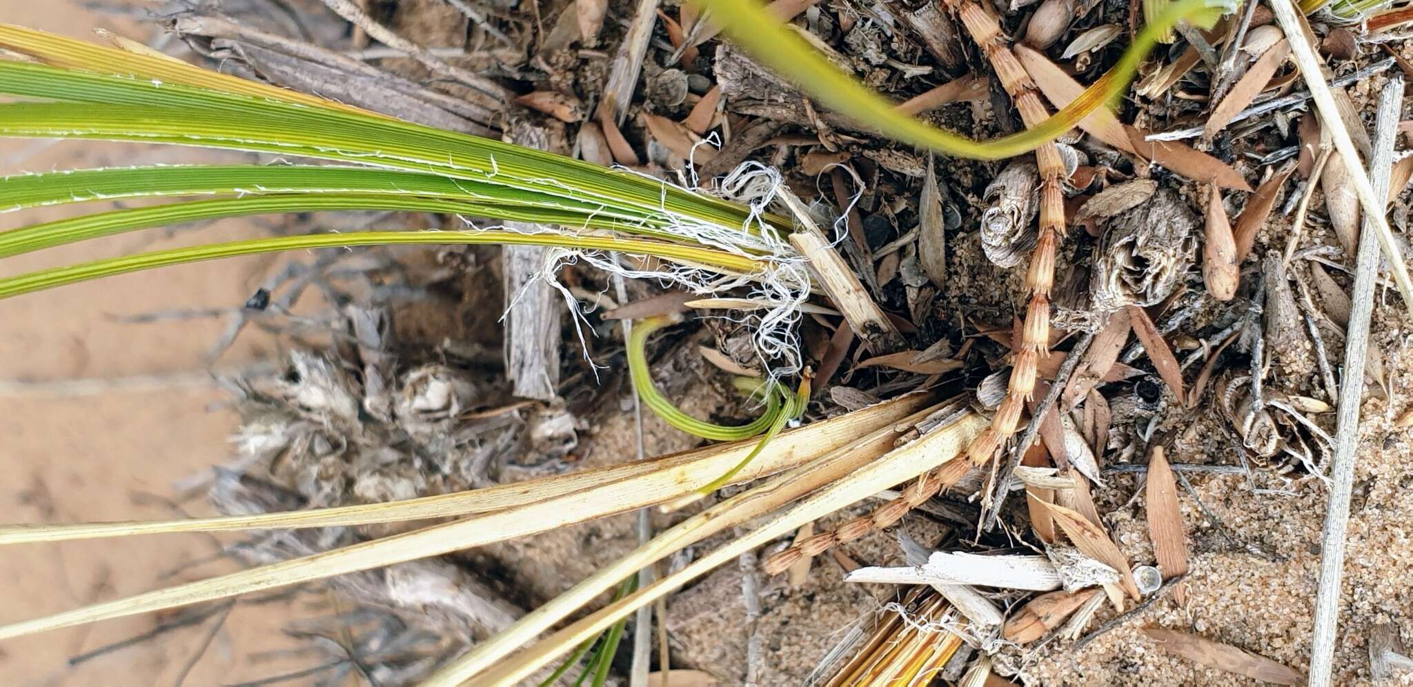 Sivun Lomandra leucocephala (R. Br.) Ewart kuva