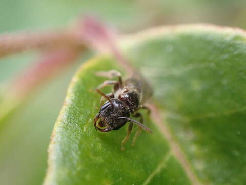 Image of Lasioglossum lionotum (Sandhouse 1923)