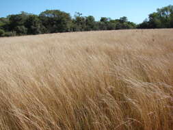 Plancia ëd Andropogon lateralis Nees