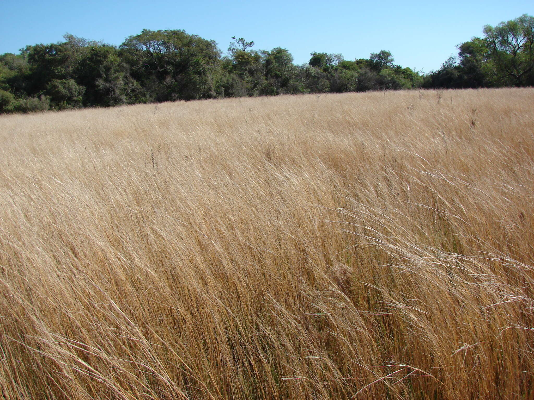 Plancia ëd Andropogon lateralis Nees