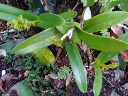 Image of Epidendrum alvarezdeltoroi Hágsater