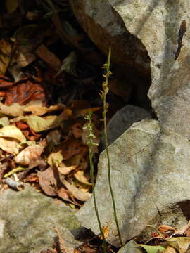 Image of Beloglottis hameri Garay