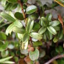 Image of Coprosma crenulata W. R. B. Oliv.