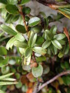 Image of Coprosma crenulata W. R. B. Oliv.