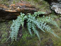 Image of spleenwort