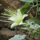 Image of Eucnide grandiflora Rose