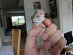 Image of Big-eared Woodrat