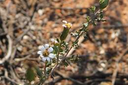 Image of Lime Daisy-bush