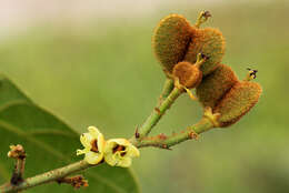 Image de Manniophyton fulvum Müll. Arg.