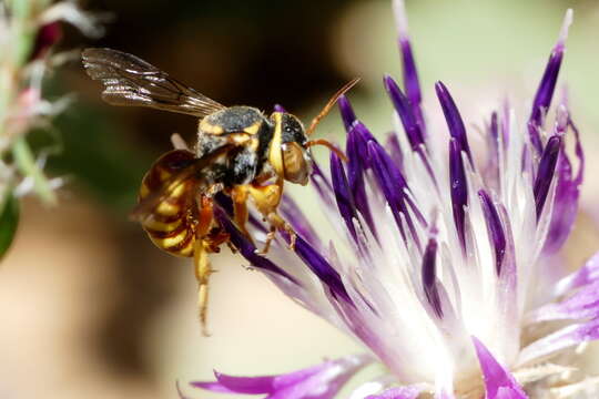 Image of Rhodanthidium infuscatum (Erichson 1835)