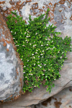 Image of Erica depressa L.