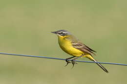 Image of Western Yellow Wagtail