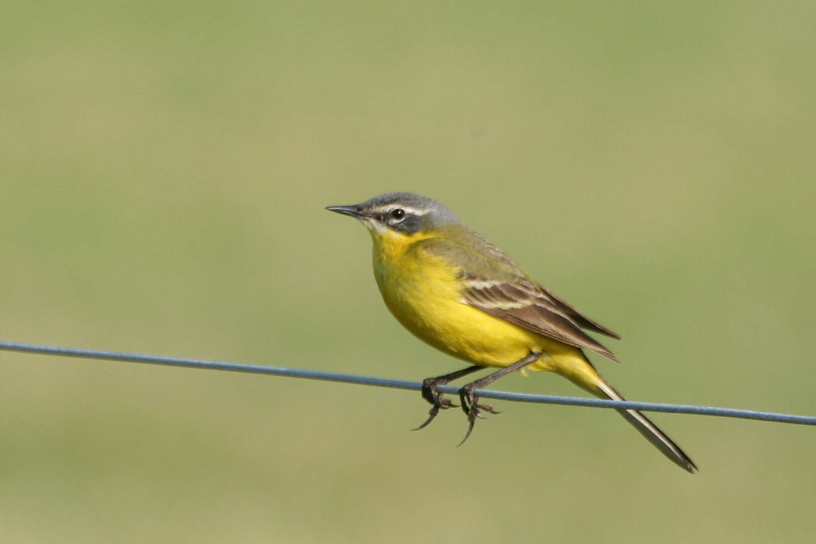 Image of Western Yellow Wagtail