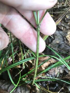 Image of Slender Wood-Oats