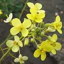 Image of Diplotaxis harra subsp. crassifolia (Raf.) Maire