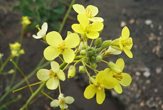 صورة Diplotaxis harra subsp. crassifolia (Raf.) Maire