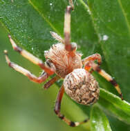 Image of Salsa fuliginata (L. Koch 1872)